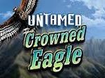 Untamed-Crowned-Eagle