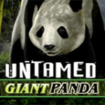 untamed-giant-panda