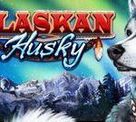 Alaskan-Husky