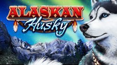 Alaskan-Husky