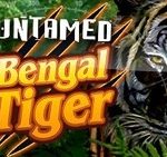 untamed-bengal-tiger