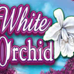 white-orchid