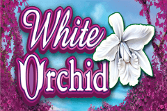 white-orchid